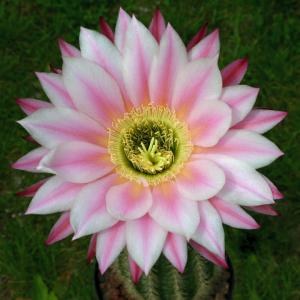 Trichopsis (Trichocereus x Echinopsis hybrid) cv. CELSEA GIRL