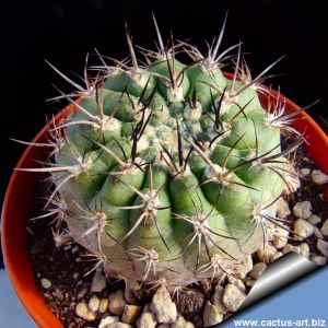 Eriosyce clavata v. procera GREEN FORM (Neoporteria clavata f. procera)