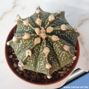 Astrophytum hybrid AS-SEN (A. asterias x A. senilis )