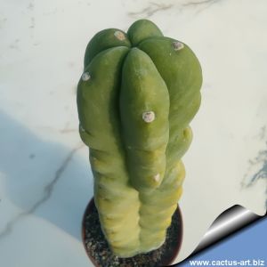 Trichocereus pachanoi special form