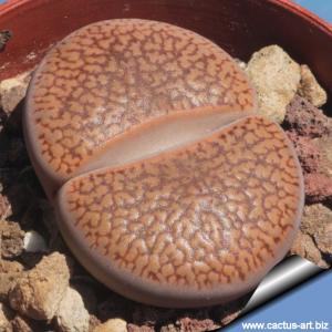 Lithops aucampiae Soetmelksvlei