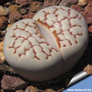 Lithops julii C205 (syn. chrysocephala) 50 km SE of Warmbad, Namibia