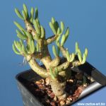 Tylecodon buchholzianus