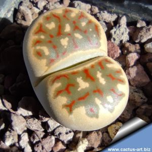 Lithops dorotheae C124 TL, 15 km N of Pofadder, South Africa