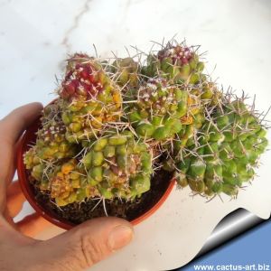 Mammillaria sp. forma mostruosa