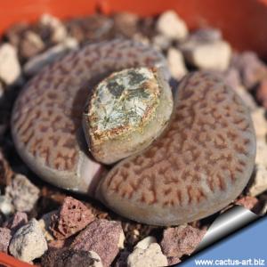 Lithops hookeri v. dabneri C301 20 km NNE of Douglas, South Africa