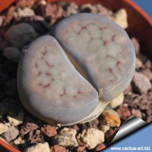 Lithops schwantesii v. marthae H4886 South Africa (MG 725.51)