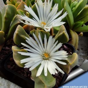 Cerochlamys pachyphylla v. albiflora