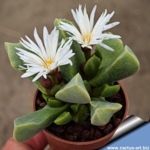 Cerochlamys pachyphylla v. albiflora