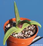 Glottiphyllum sp. ISI 1759