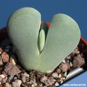 Cheiridopsis pillansii Richtersveld, Northern Cape, South Africa.