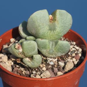 Conophytum quaesitum SB2153, Namusberge, south Namib, south Africa