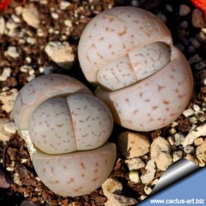 Dinteranthus vanzylii lineatus
