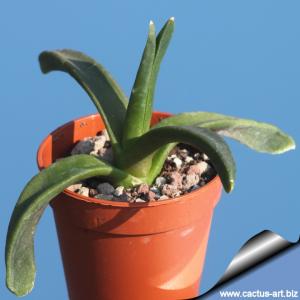 Glottiphyllum sp. SB 6150 Little Karoo south Cape province south Africa