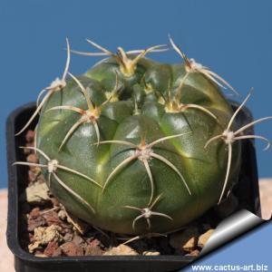 Gymnocalycium viedzianum