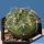 Gymnocalycium vieditzianum