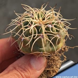 Gymnocalycium vieditzianum