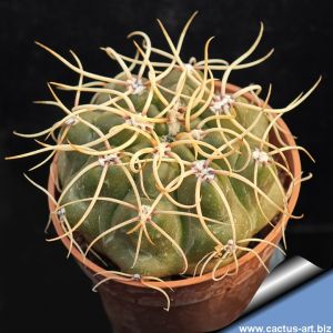 Gymnocalycium vieditzianum