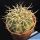 Gymnocalycium vieditzianum