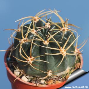 Lobivia pugionacantha La Quiaca, Jujuy, Argentina