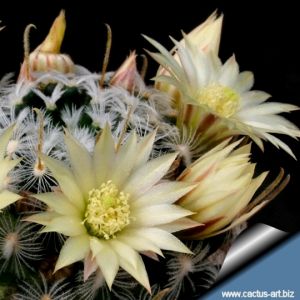 Mammillaria duwei North Canada de Moreno, Queretaro, Mexico