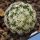 Mammillaria duwei North Canada de Moreno, Queretaro, Mexico