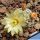 Mammillaria duwei North Canada de Moreno, Queretaro, Mexico