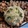 Mammillaria duwei North Canada de Moreno, Queretaro, Mexico