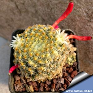 Mammillaria schiedeana