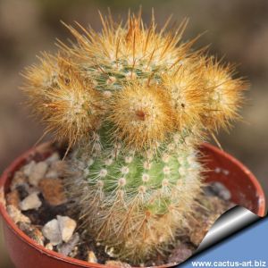 Notocactus minimus caespitosus (yellow spines)