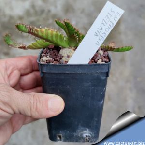 Euphorbia stellata