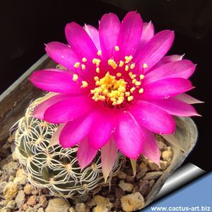 Lobivia tiegeliana v. pusilla