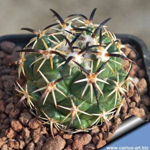 Coryphantha tripugionacantha