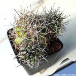 Eriosyce sp. (STRONG SPINES FORM)