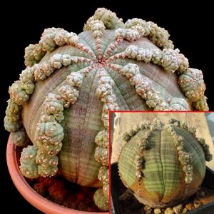 Euphorbia obesa "prolifera"