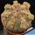 Euphorbia obesa "prolifera"