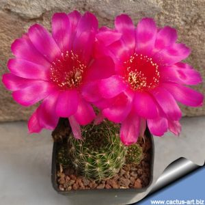 Lobivia tiegeliana  (hybrid)