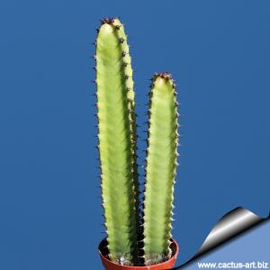 Euphorbia canariensis (green type)