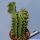 Euphorbia erythraea monstruosa type B