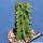 Euphorbia erythraea monstruosa type B