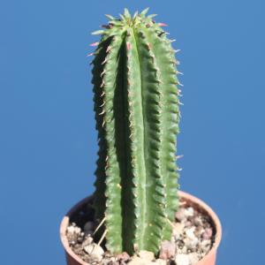 Euphorbia fimbriata