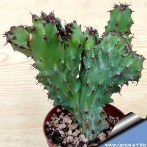 Euphorbia heterospina f. mostruos cristata 