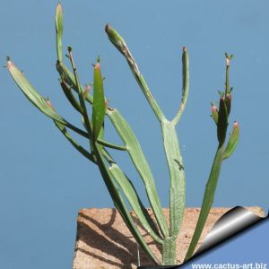 Euphorbia xylophylloides