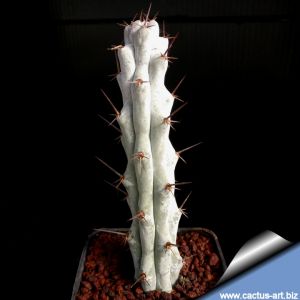Stenocereus beneckei