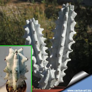 Stenocereus beneckei f. inermis (White Clone  Ex Lodi - Botanical Garden Bologna)