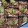 Gasteria croucherii