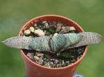 Gasteria ellaphiae