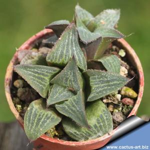 Haworthia retusa lineata