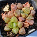 Haworthia turgida v. suberecta