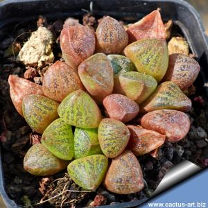 Haworthia turgida v. suberecta
